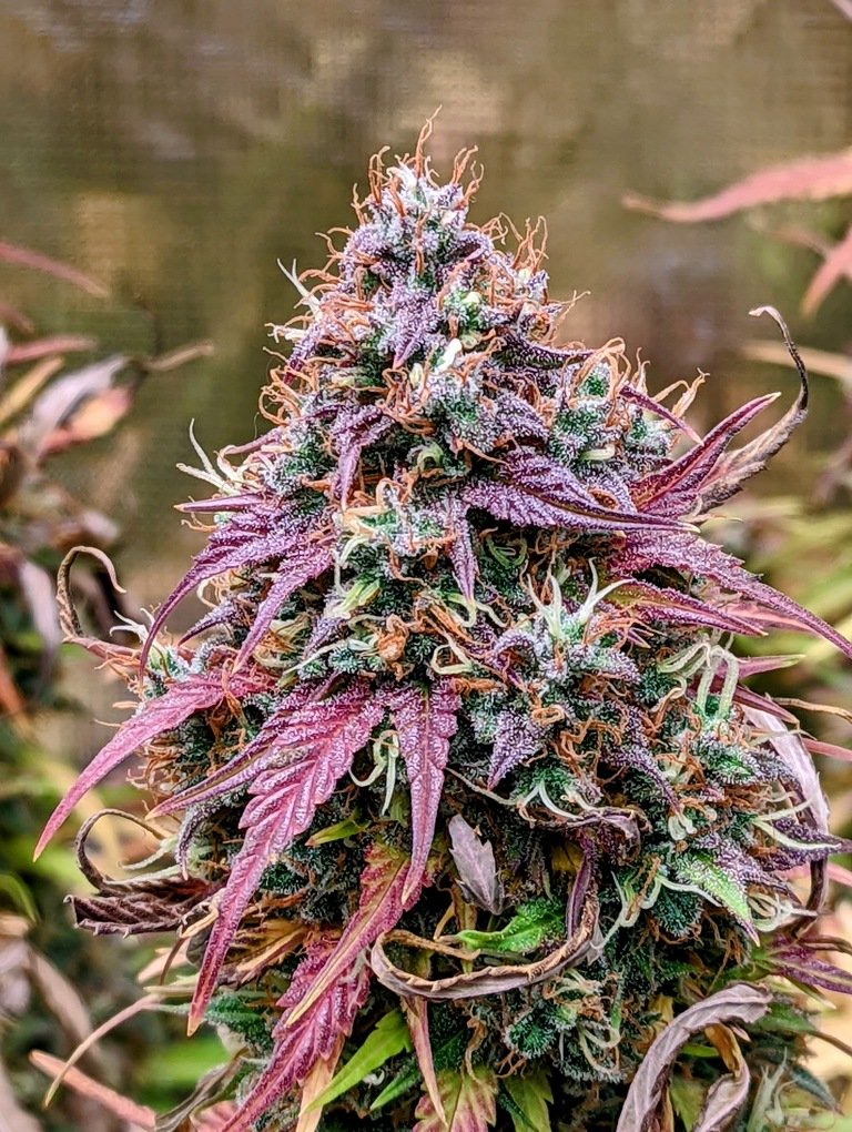 GRIZZLY CRINKLE (AUTO / 3 SEMI) – Mephisto Genetics - immagine 2