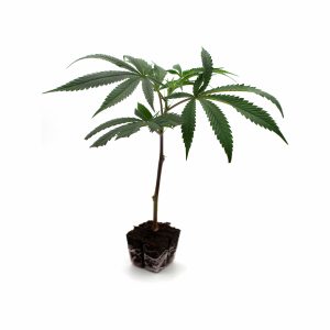 RUNTZ (JOKE’S UP CUT) – Superior Generazione 1 (PREORDINE)